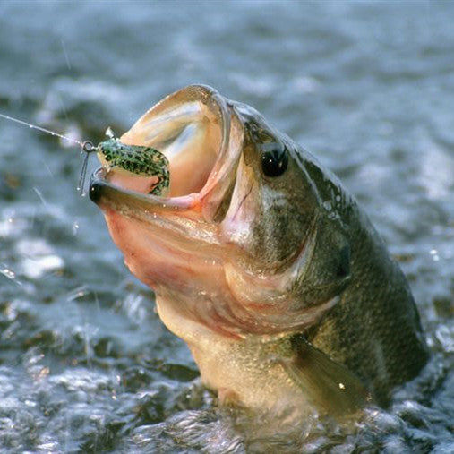 http://fishingearstore.com/cdn/shop/collections/largemouth-bass-in-water-522087306-5ad6a0aac0647100386bb889_1200x1200.jpg?v=1608283321